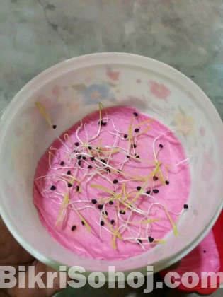 লাল তীর হাইব্রিড জাতের পেঁয়াজের দানা বীজ